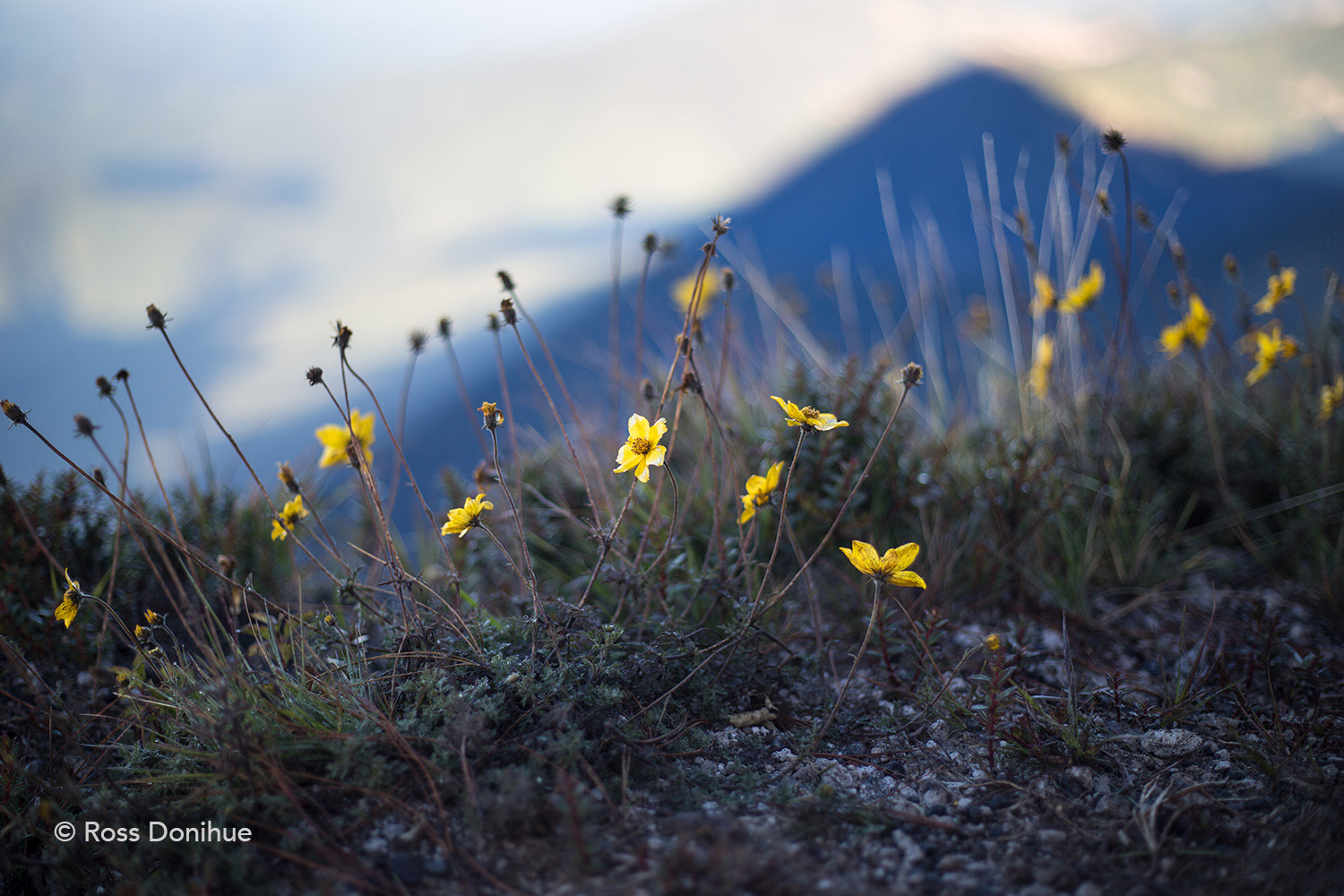 In summer, flowers bloom on the summit of Volcán Santa Maria. Early morning light casts a shadow of the Volcán on the landscape below.